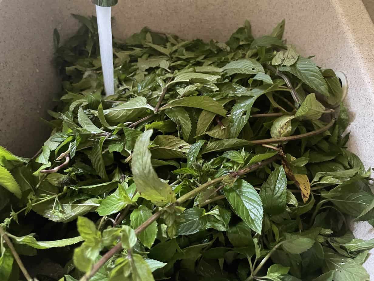 A plastic container filled with fresh mint leaves, perfect for making Polish Mint Vodka Recipe (Mięt&oacute;wka).