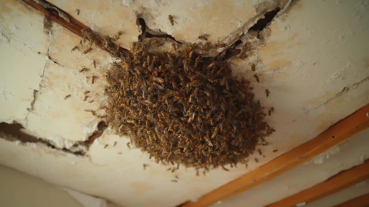 essaim d insectes sur le plafond 9556 - bourdonnement sous toiture