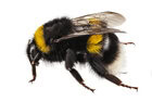 bourdonterrestre shutterstock 137157779 - Destruction des nids de frelons, guêpes, ALLO FRELONS