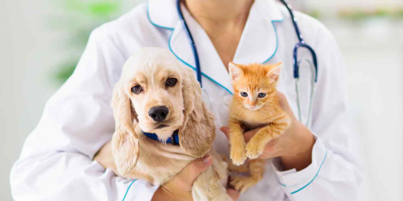 LowCost Spay and Neuter Clinics in San Antonio Texas Pet Rehoming Services