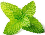 chill-out-with-homemade-mint-chocolate-chip-ice-cream-image-2-mint-leaves-white-background-frosted-fusions