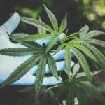 The Club of the Hashish-Eaters is recruiting