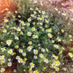 ​The enduring power of chamomile