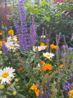 Bee Happy – A Celebration Of Bees, Honey & Ice Cream Image 5 selection of wildflowers Frosted Fusions
