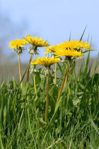Bee Happy – A Celebration Of Bees, Honey & Ice Cream Image 7 dandelions in grass Frosted Fusions Bee Happy – A Celebration Of Bees, Honey & Ice Cream Image 7 dandelions in grass Frosted Fusions