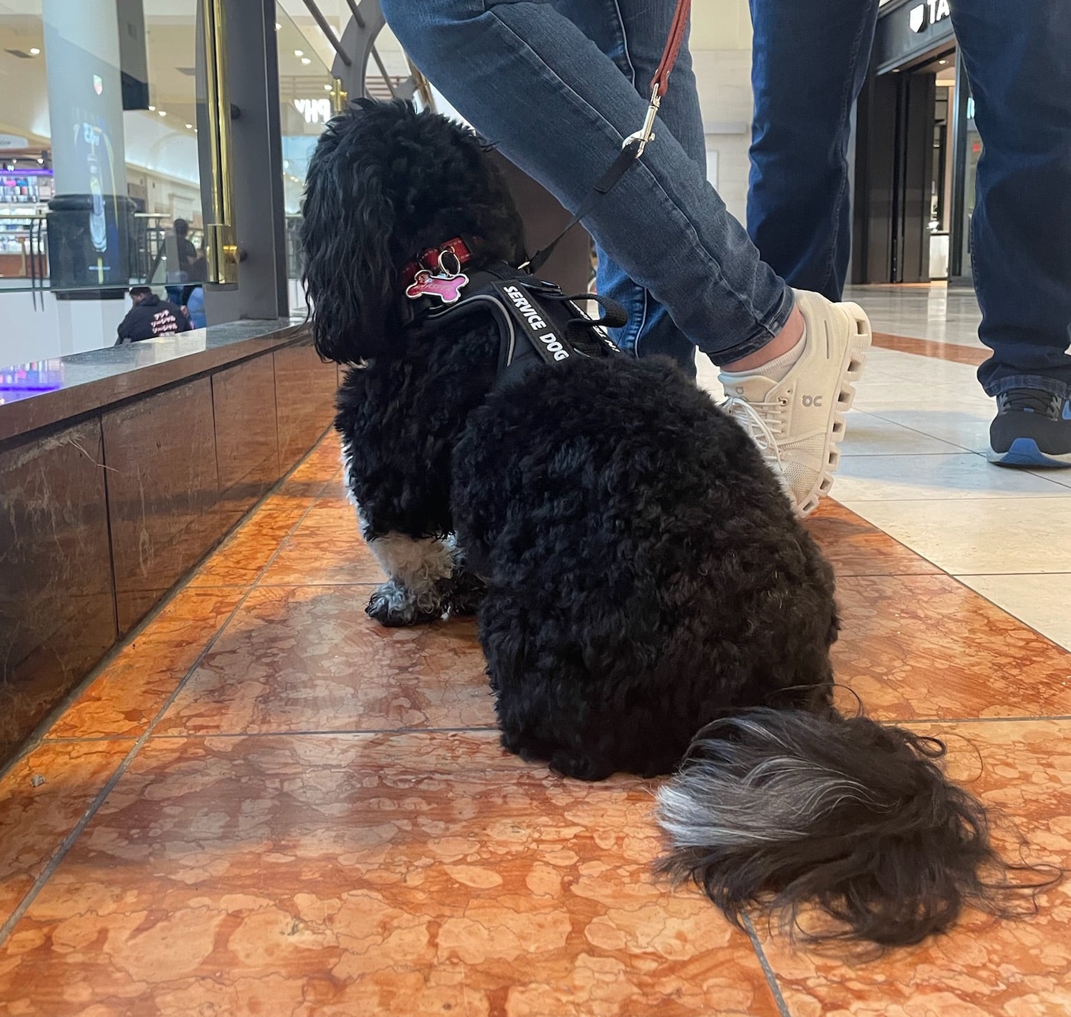 a service dog works at a local Raleigh mall