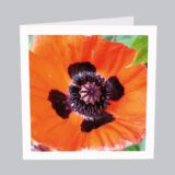 Alpblumen Gummen B026