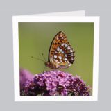 Tierkarte Schmetterling