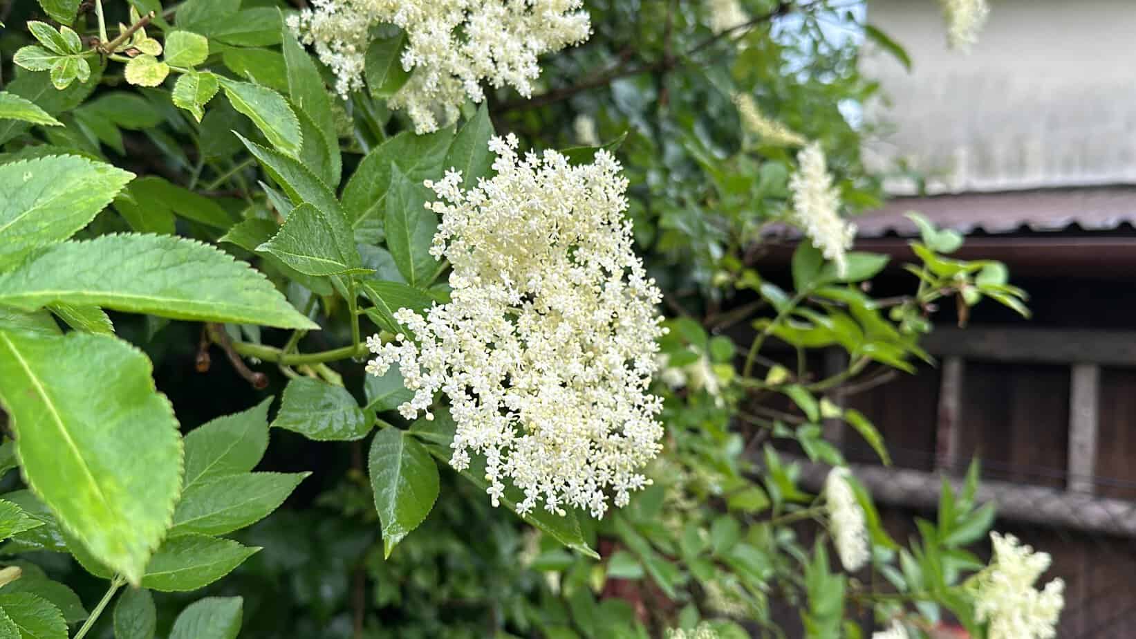 A close-up of a cluster of small white flowers with green leaves, set against a background of foliage and an outdoor structure, reminiscent of the blossoms used in Placki Z Kwiat&oacute;w Czarnego Bzu.