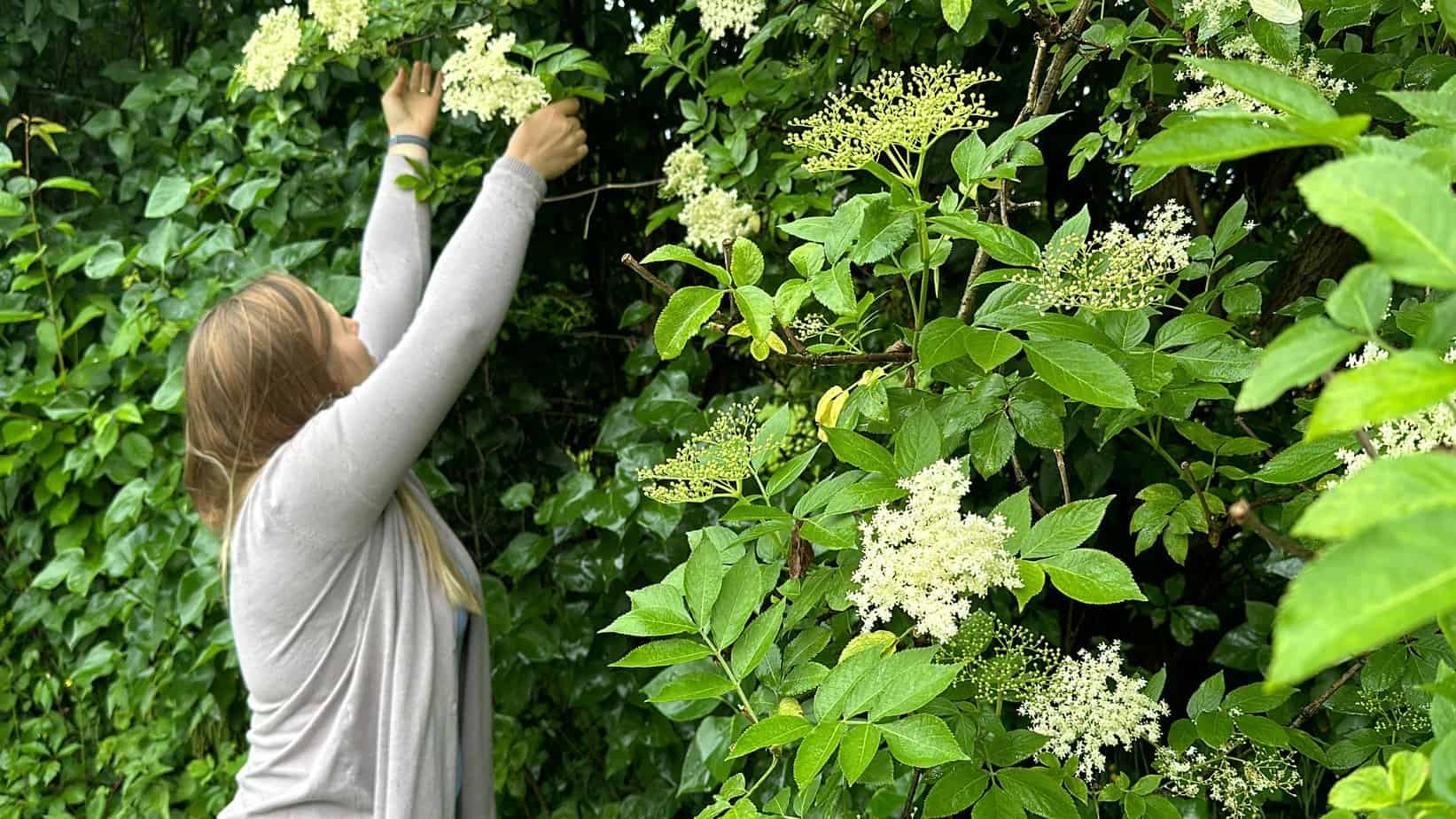 A person in a long-sleeve shirt reaches up to pick white flowers from a lush green shrub, perhaps preparing to make Placki Z Kwiat&oacute;w Czarnego Bzu.