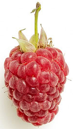 Berrylicious Homemade Raspberry Sorbet image 2 jpeg single raspberry with stalk white background frosted fusions