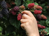 very-berrylicious-blackberries-exploring-their-versatility-image-2-jpeg-blackberries-being-picked-frosted-fusions