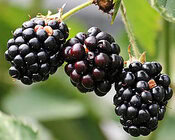 very-berrylicious-blackberries-exploring-their-versatility-image-1-jpeg-3-blackberries-hanging-from-vine-frosted-fusions