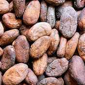 Irresistibly Decadent Homemade Chocolate Ice Cream image 3 cacao beans frosted fusions irresistibly-decadent-homemade-chocolate-ice-cream-image-3-cacao-beans-frosted-fusions