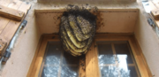 Nid d’abeilles, tout savoir image 24 - Nid d’abeilles, tout savoir