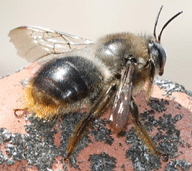 Le xylocope. Cette grosse abeille bleue souvent appelée bourdon noir image 3 - Le xylocope. Cette grosse abeille bleue souvent appelée bourdon noir