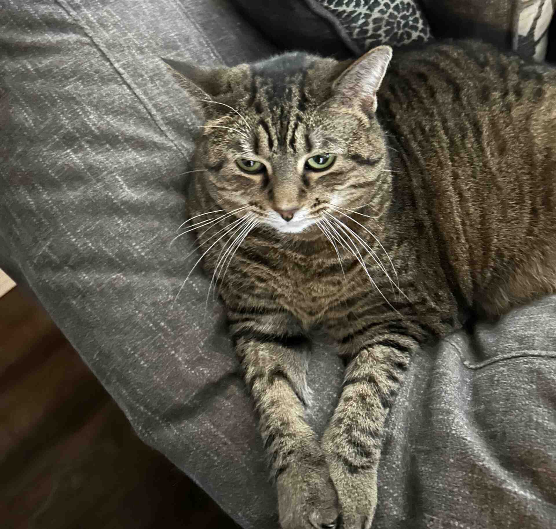 Therapy Cats for Adoption Near You Safe, Private Pet Adoptions By Owner