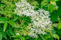 A-Fragrant-And-Refreshing-Elderflower-Gin-Sorbet-Recipe-image-2 elderflower plant-Frosted-Fusions