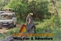The Best Kenya Safari Booking Terms and Conditions