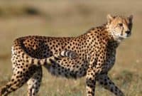 The Best Kenya safari tour & 8-Day holiday in 2024/5