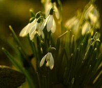 No-Leap-Just-A-Scoop-Ice-Cream-Flavours-To-Spring-Into-March-image-2-snowdrops-with-water-droplets-and-green-leaves-in-the-background-Frosted-fusions