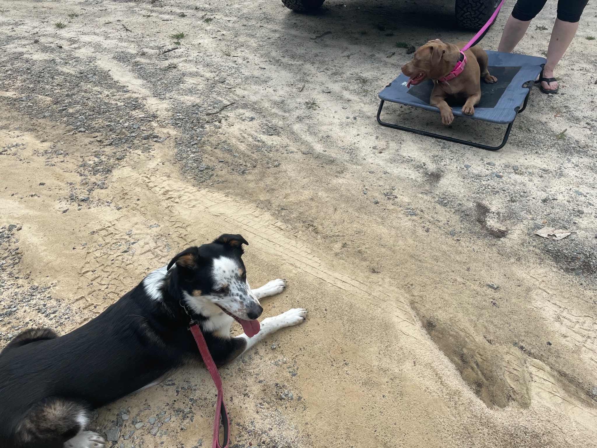 A reactive dog waits patiently near another dog