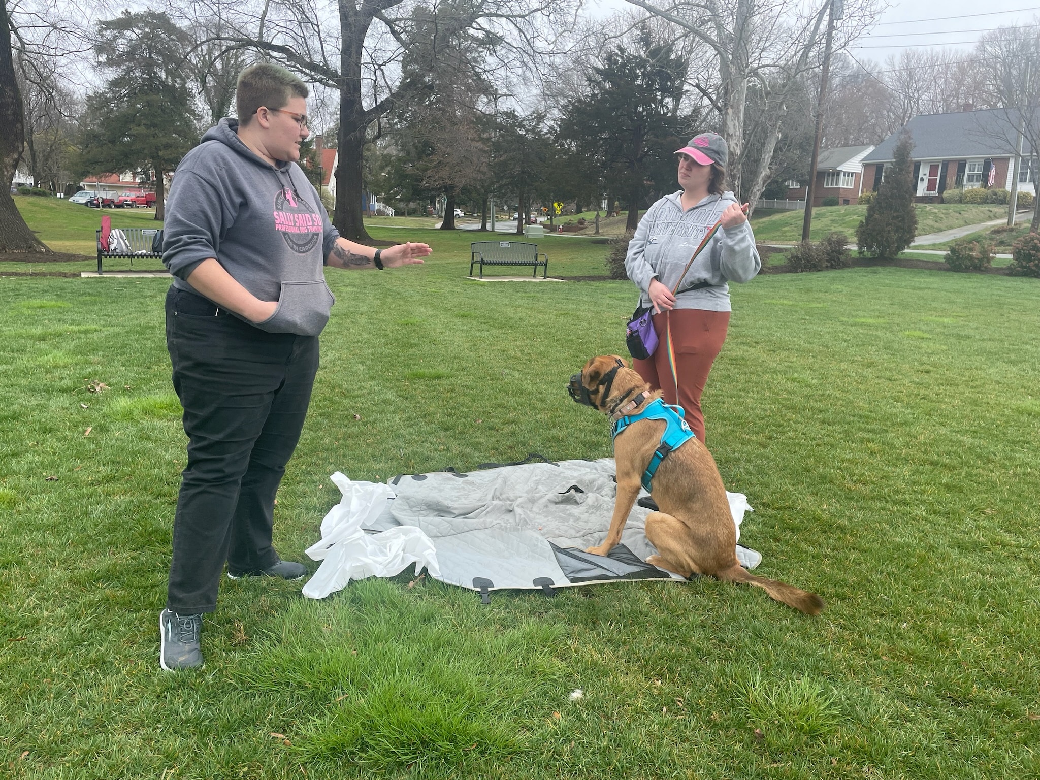 a reactive dog is trained to wait patiently around other dogs
