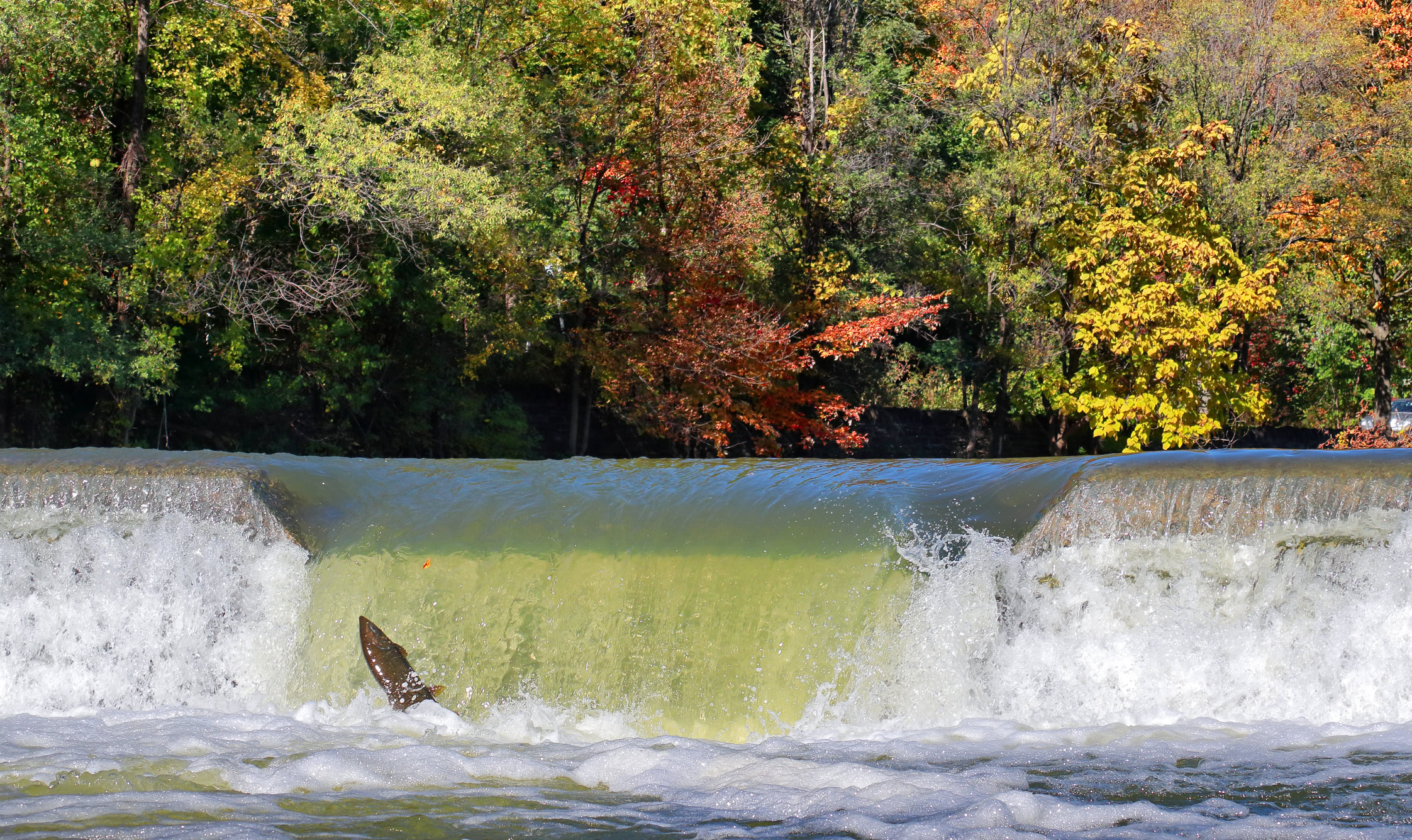 Ensuring water intakes are safe for local fish is critical for some drinking water facilities.