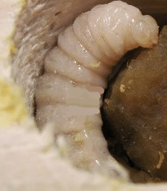 Le xylocope. Cette grosse abeille bleue souvent appelée bourdon noir image 66 - Le xylocope. Cette grosse abeille bleue souvent appelée bourdon noir