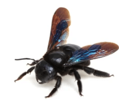 Le xylocope. Cette grosse abeille bleue souvent appelée bourdon noir image - Le xylocope. Cette grosse abeille bleue souvent appelée bourdon noir