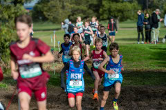 Australian-Cross-Country-Championships-2025-9726