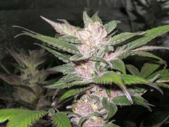 Purple Chem Regular cannabis Seeds by Cali Connection