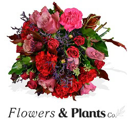 Flowers & Plants Co.