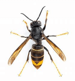 Lutte contre le frelon asiatique : pourquoi les communes se mobilisent davantage depuis 2025 image 60 - Lutte contre le frelon asiatique : pourquoi les communes se mobilisent davantage depuis 2025