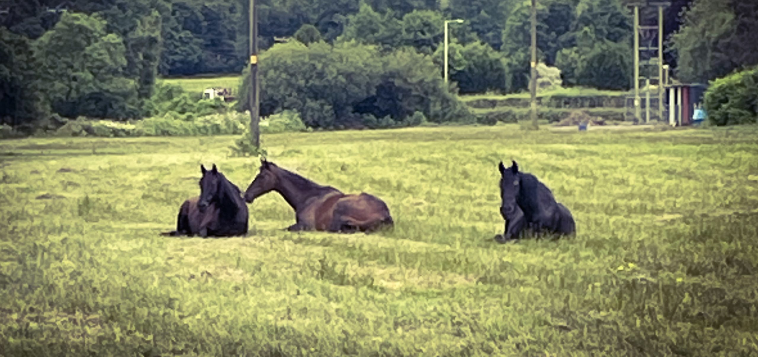 horse supplements