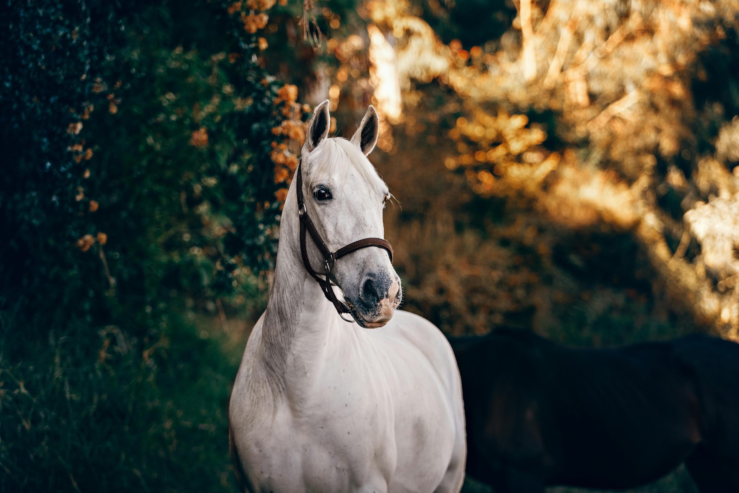 Discover Our All-Natural Digestive & Gut Supplement for Horses