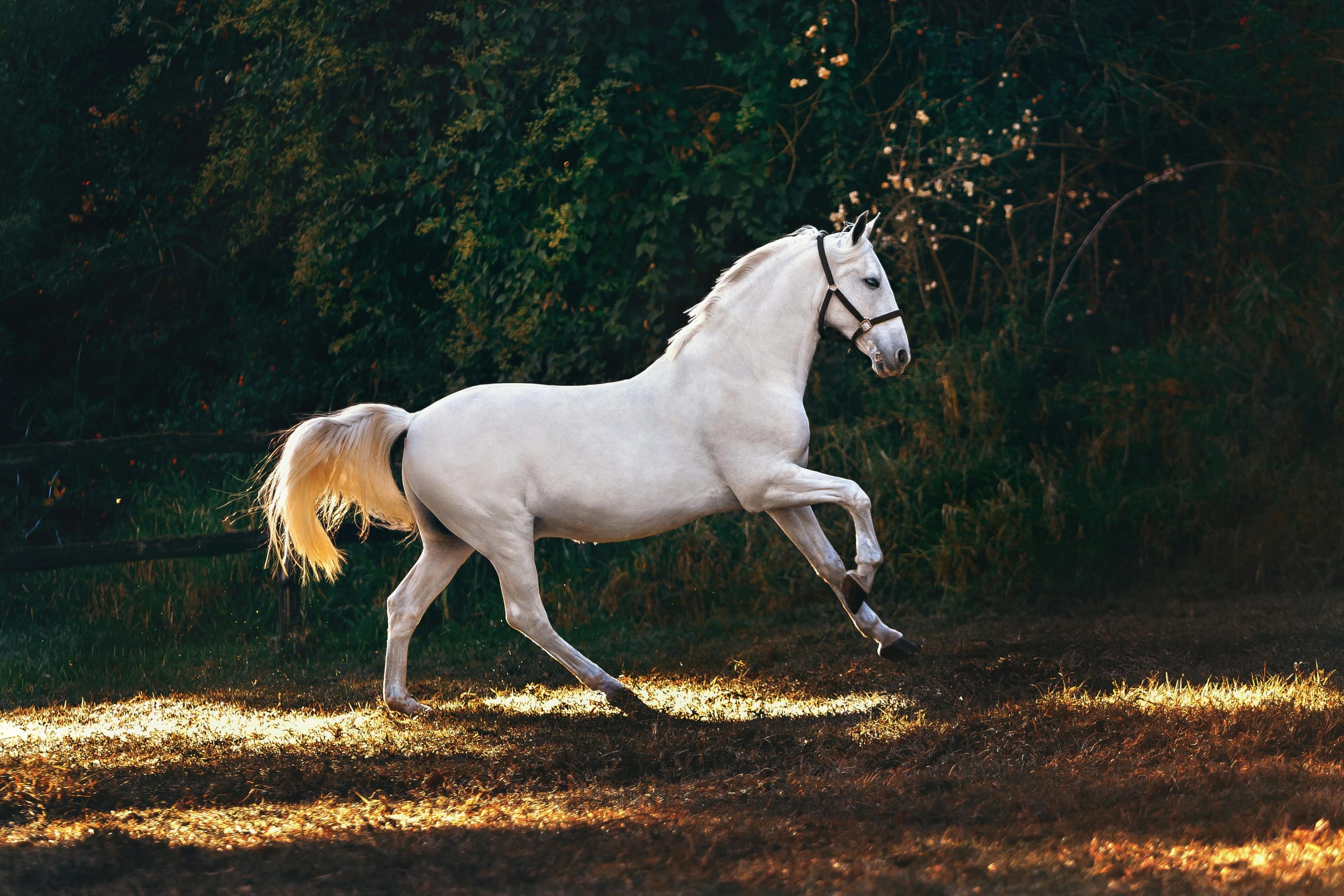 Elegant white horse trotting