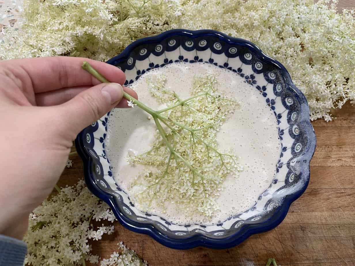 A hand dips a sprig of white flowers into a blue and white patterned bowl containing a creamy mixture, preparing the traditional Polish recipe for Elderflower Pancakes. More flowers are scattered around the wooden surface.