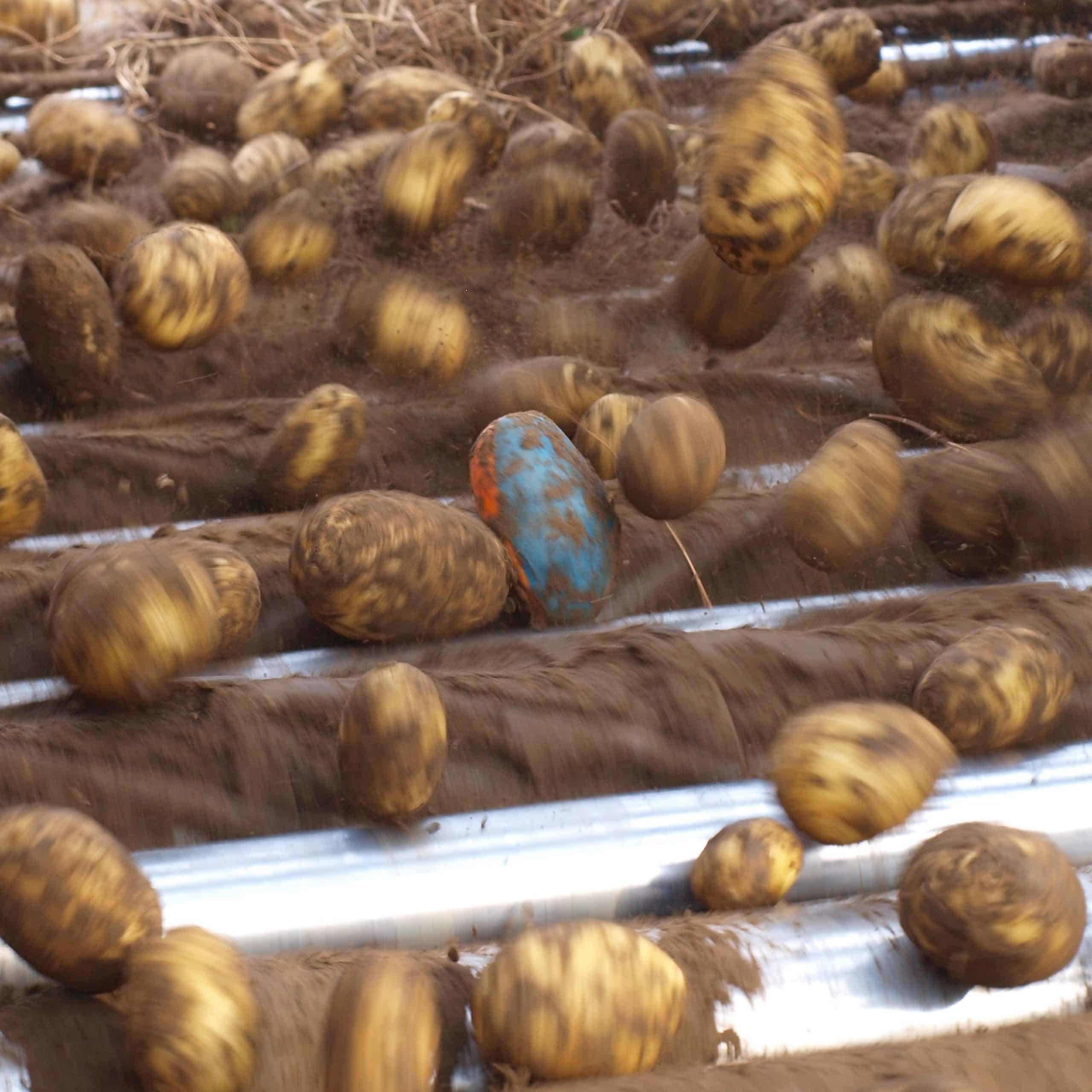 tuberlog electronic potato used by potato growers to help fine tune harvesting equipment