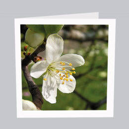 Grusskarte_Blumen_B001
