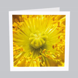 Postkarte_Blumen_B002