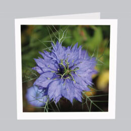 Postkarte_Blumen_B010