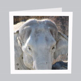 Tierkarte_Elefant_T001