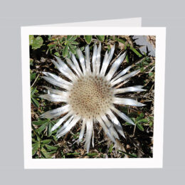 Blumenkarte Distel
