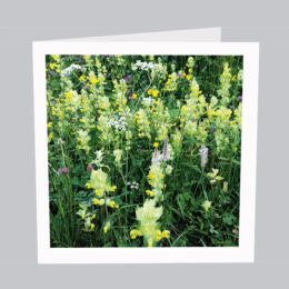 Blumenkamwiese