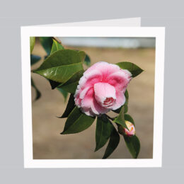 Blumenkarte_B025