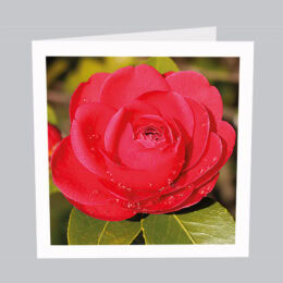 Blumenkarte mit Wassertropfen