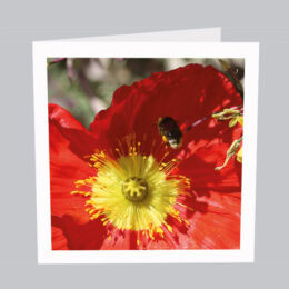 Blumenkarte_Biene