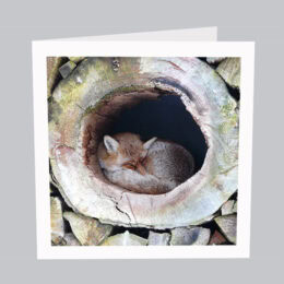 Tierkarte Fuchs