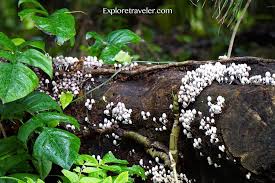 Ligaw na Kabute na Matatagpuan sa Pilipinas - 植物的特寫 - 蘑菇